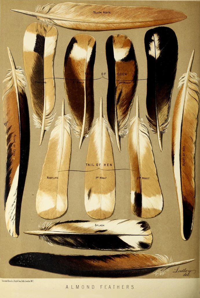 Ilustração penas de pombos do livro ilustrado dos pombos
