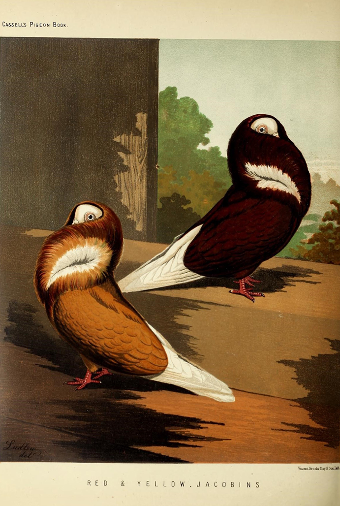 Ilustração pombos do livro ilustrado dos pombos