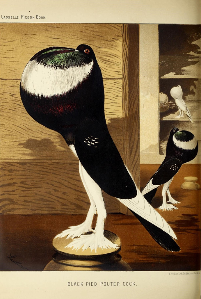 Ilustração pombo do livro ilustrado dos pombos
