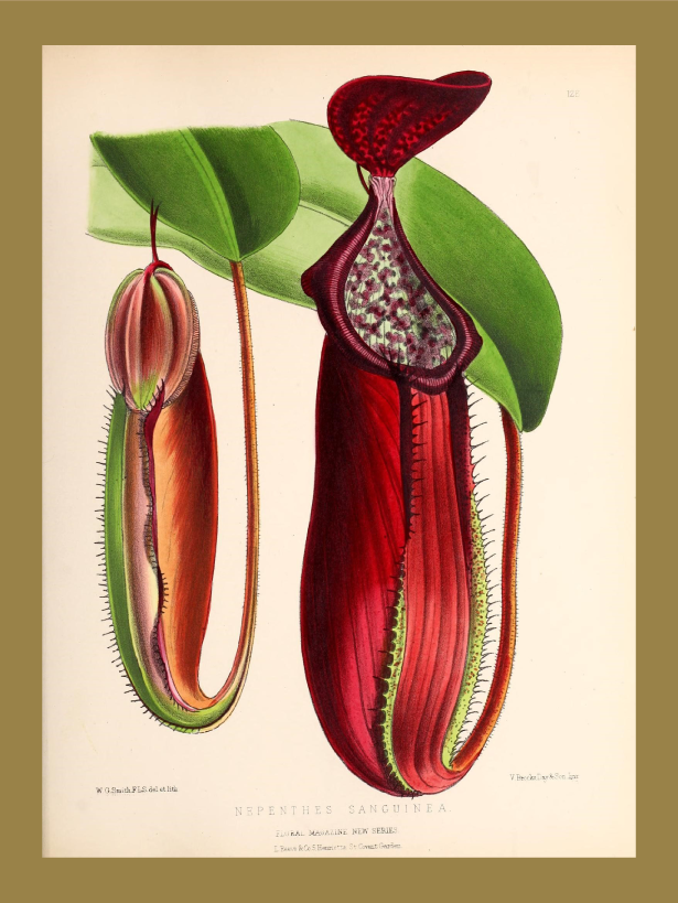 Ilustração da planta Nepenthes Sanguinea