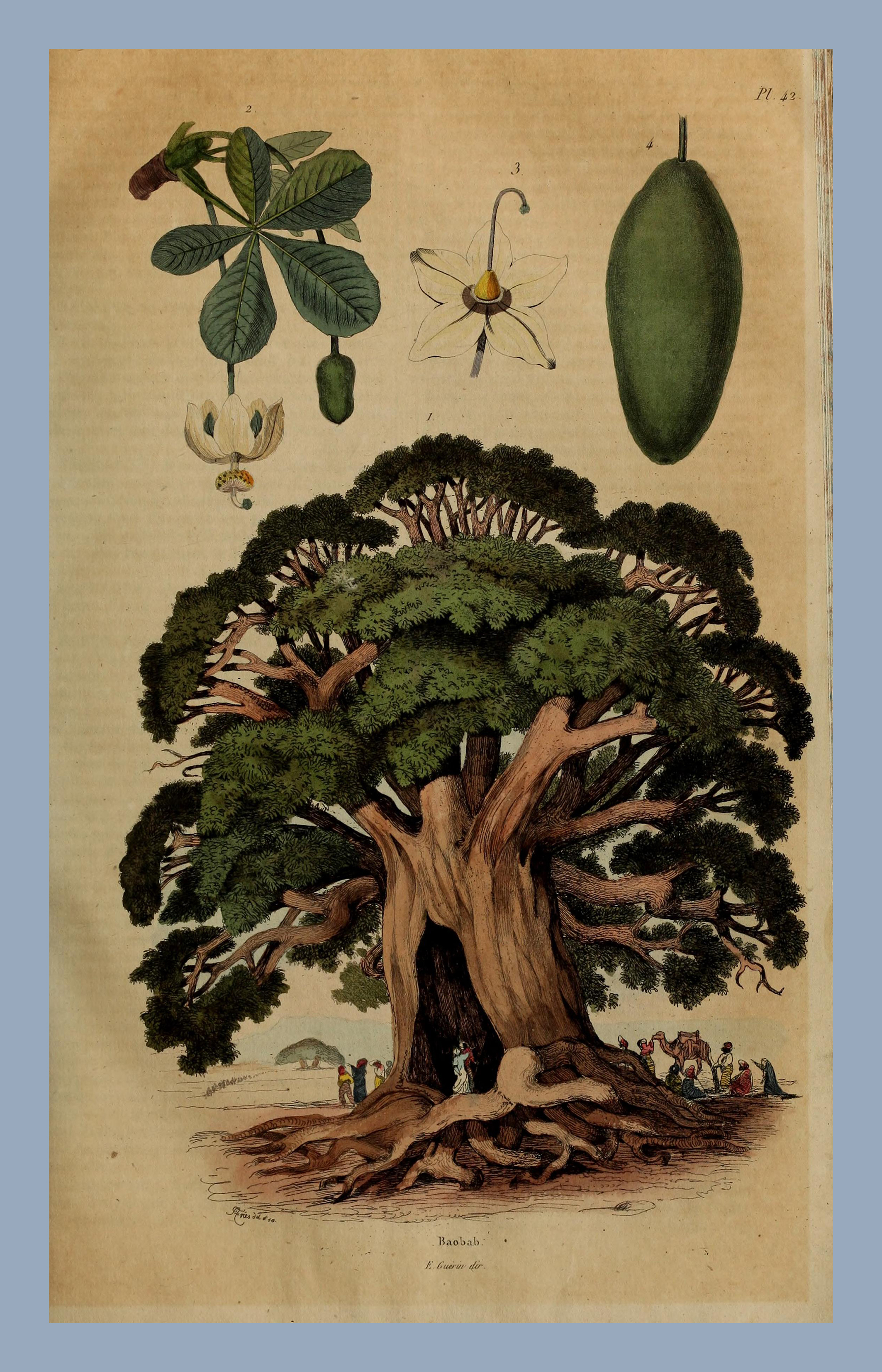 Ilustração da árvore Baobá